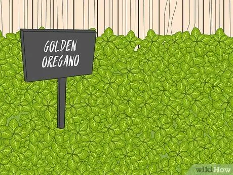 Выбрать почвопокровные растения Шаг 04
