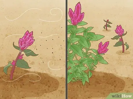 Уход за целозией Шаг 10