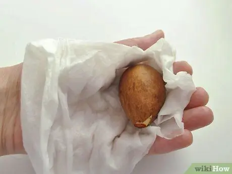 Вырастить авокадо как комнатное растение Шаг 6