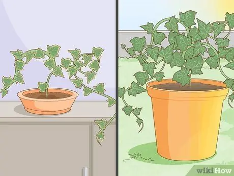 Растительный плющ, шаг 1