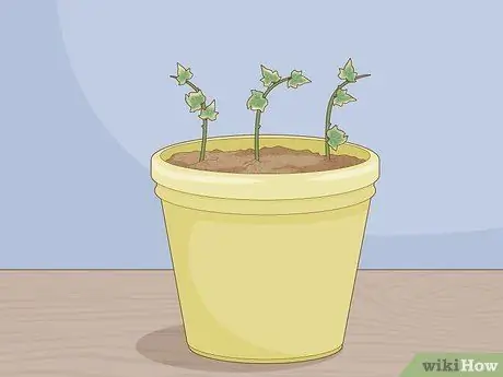 Растительный плющ Шаг 10