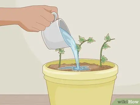 Растительный плющ Шаг 11