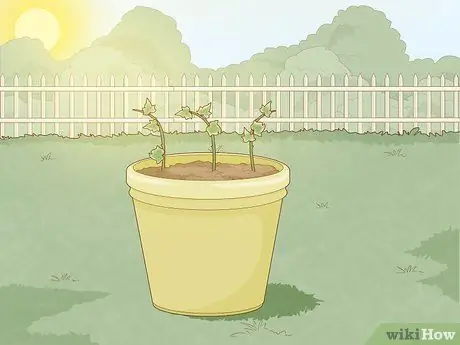 Растительный плющ Шаг 12
