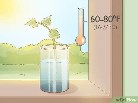 Растительный плющ, шаг 4