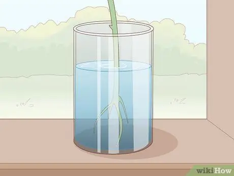 Растительный плющ, шаг 5