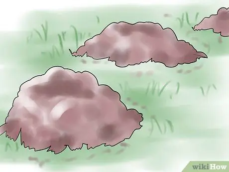 Убить крота Шаг 2 Убить крота Шаг 2