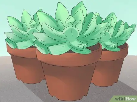 Xeriscape Шаг 10 Xeriscape Шаг 10