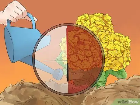 Xeriscape Step 13 Xeriscape Step 13