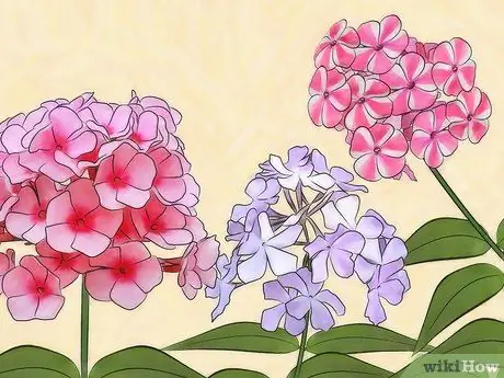 Выращивание флоксов, шаг 1