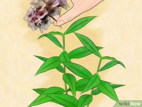 Выращивание флоксов Шаг 10