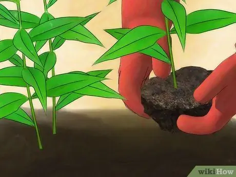 Выращивание флоксов Шаг 11