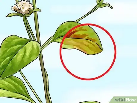 Удобрение лантаны, шаг 12