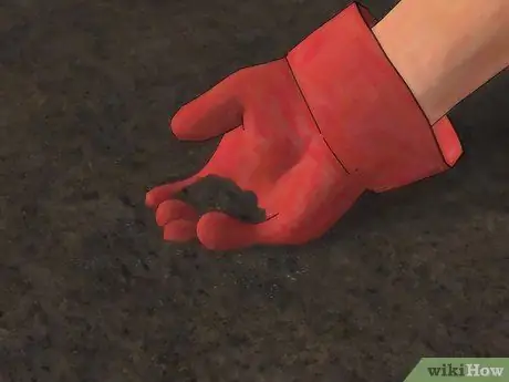 Выращивание флоксов, шаг 3