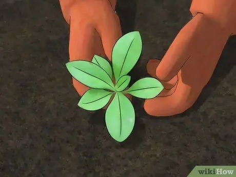 Выращивание флоксов, шаг 5