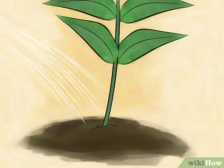 Выращивание флоксов Шаг 6