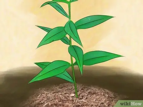 Выращивание флоксов Шаг 8