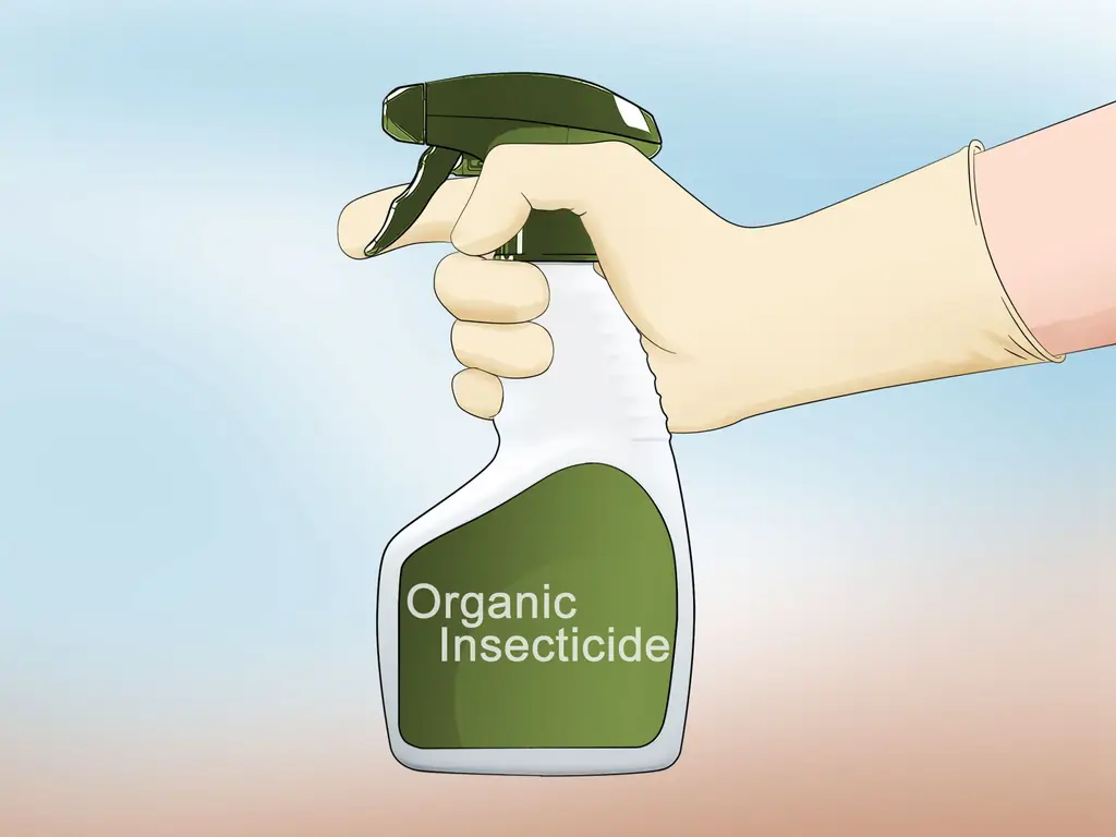 Как вырастить флоксы: 13 шагов (с иллюстрациями)