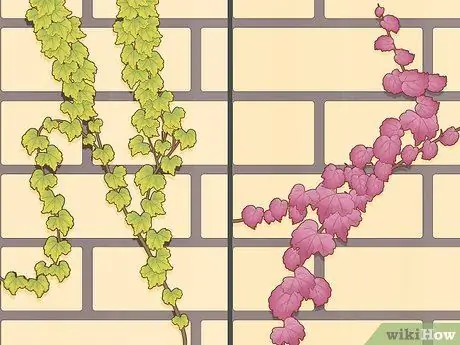 Выращивайте плющ на кирпичной стене, шаг 1