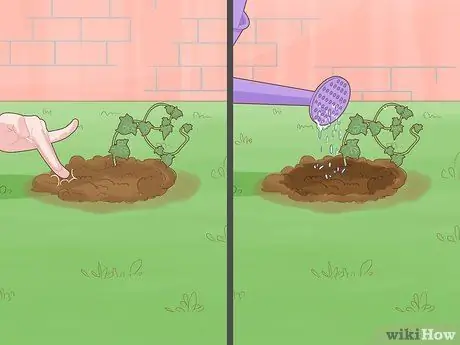 Выращивание плюща на кирпичной стене Шаг 11