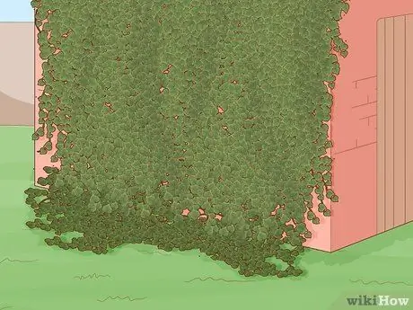 Выращивание плюща на кирпичной стене Шаг 12