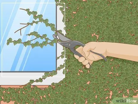 Выращивание плюща на кирпичной стене Шаг 13