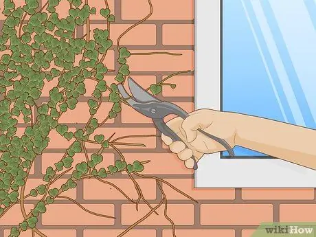 Выращивание плюща на кирпичной стене Шаг 14