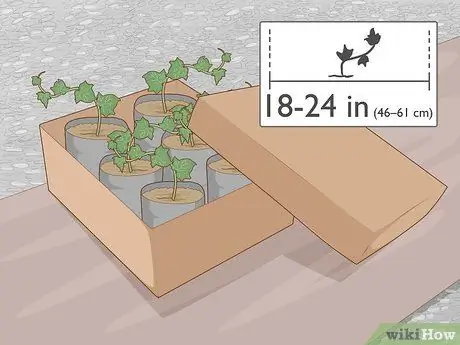 Выращивание плюща на кирпичной стене Шаг 5