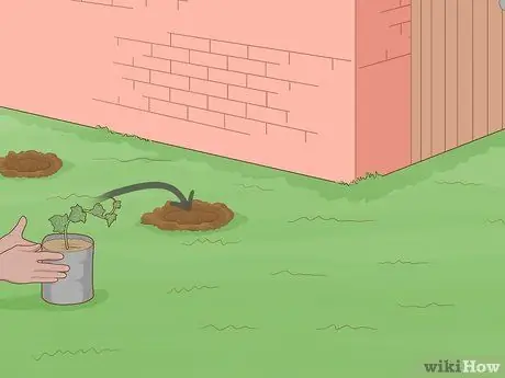 Выращивание плюща на кирпичной стене Шаг 8