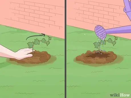 Выращивание плюща на кирпичной стене Шаг 9