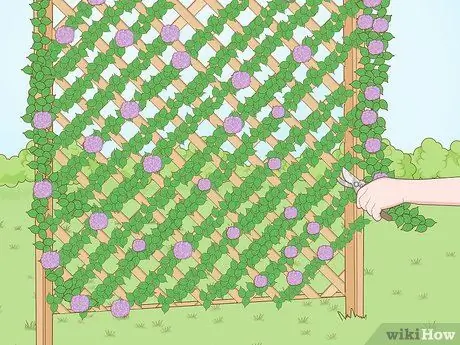 Постройте живой забор Шаг 10