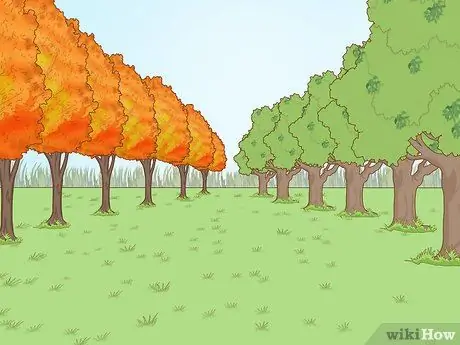 Постройте живой забор Шаг 11