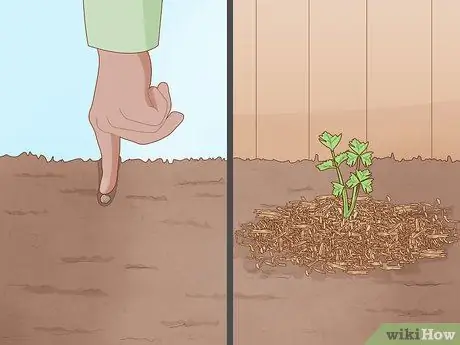 Постройте живой забор Шаг 12