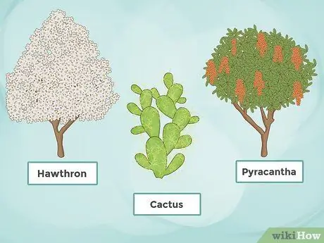 Постройте живой забор Шаг 14