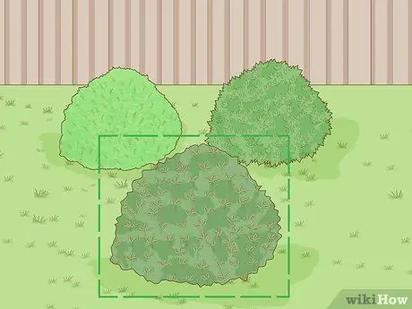 Постройте живой забор, шаг 2