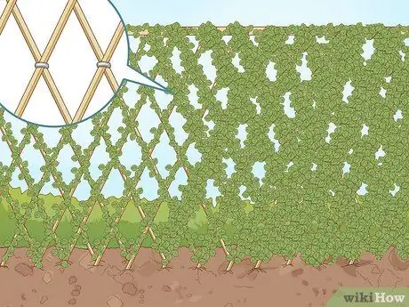 Постройте живой забор Шаг 5