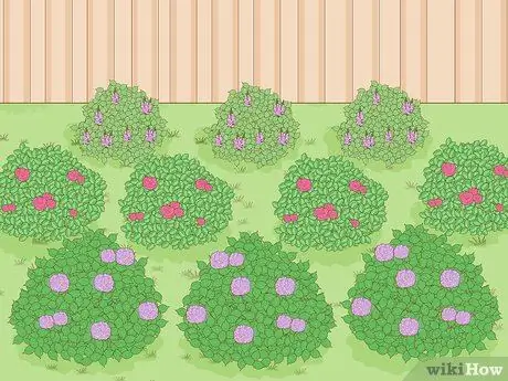 Постройте живой забор Шаг 6