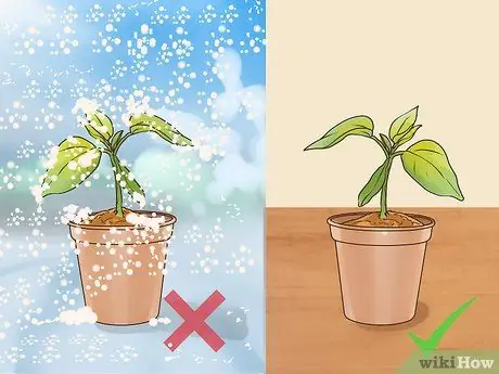 Посадите персиковое дерево из ямы Шаг 10