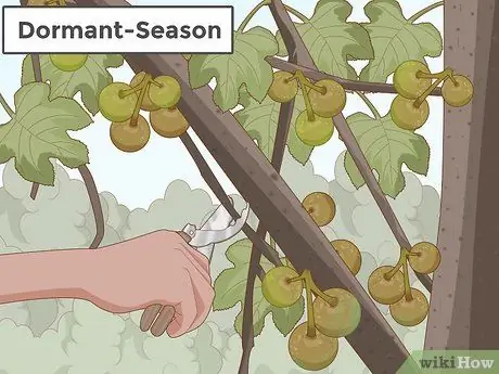 Обрезка фигового дерева, шаг 1