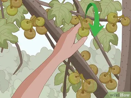 Обрезать фиговое дерево Шаг 11