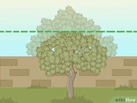 Обрезка фигового дерева, шаг 2