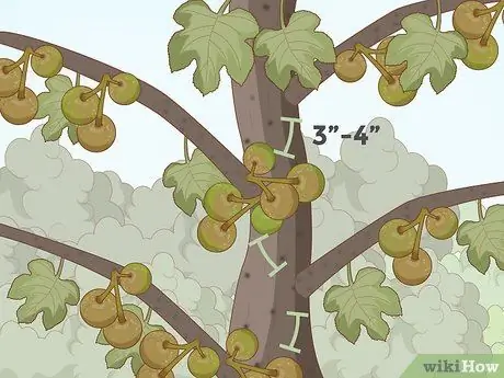 Обрезка смоковницы Шаг 3