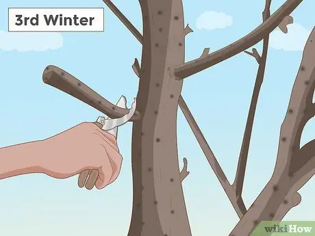 Обрезка смоковницы Шаг 4