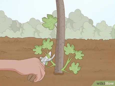 Обрезка смоковницы Шаг 5