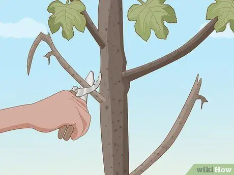 Обрезать фиговое дерево Шаг 6