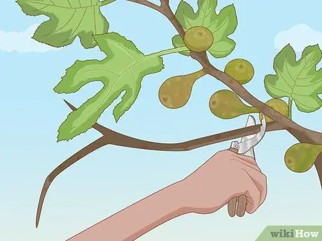 Обрезать фиговое дерево Шаг 7