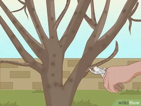 Обрезка смоковницы Шаг 8