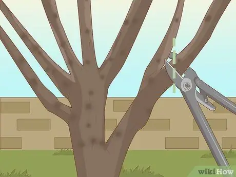 Обрезать фиговое дерево Шаг 9