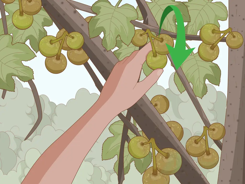 Как обрезать смоковницу: 11 шагов (с иллюстрациями)