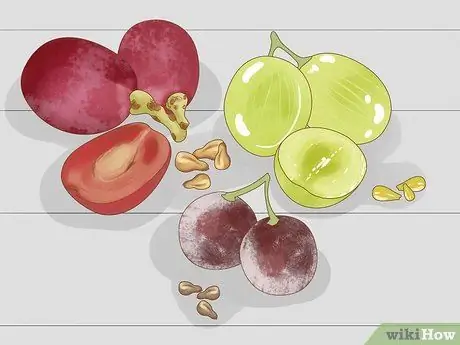 Выращивание винограда из семян Шаг 2
