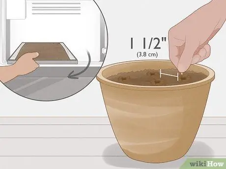 Выращивание винограда из семян Шаг 6